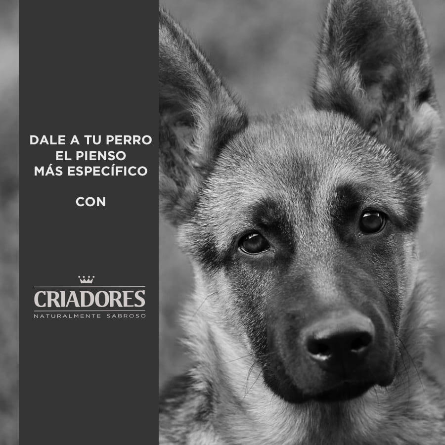 Criadores Adulto Salmão e Arroz ração para cães de porte médio e grande - Image 5